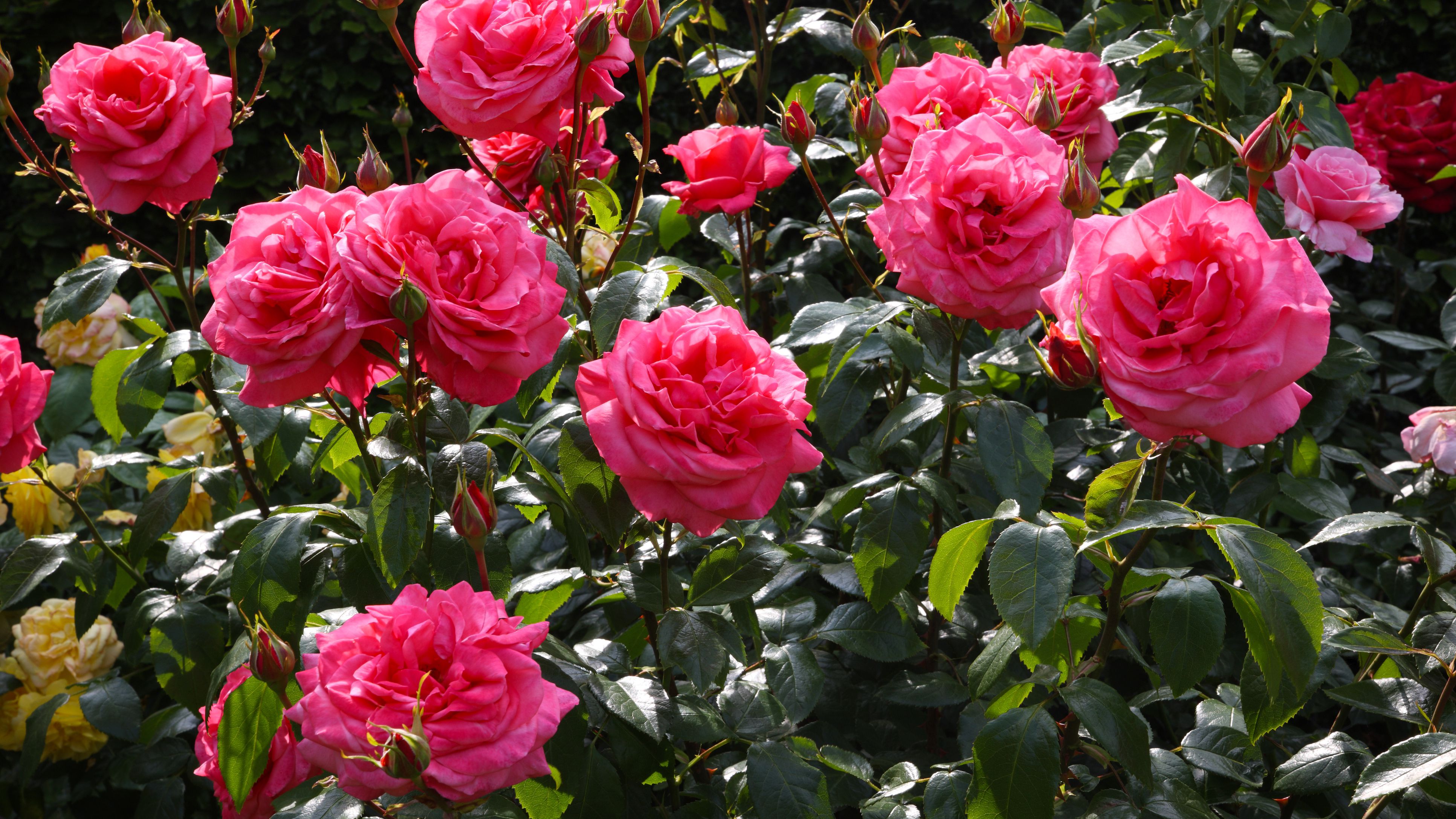 sunshine-falls-on-bed-of-roses--rosa--showtime---180948649-5b16e78aff1b780036a9de60.jpg